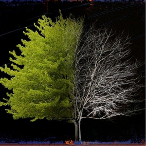 Death of a Tree