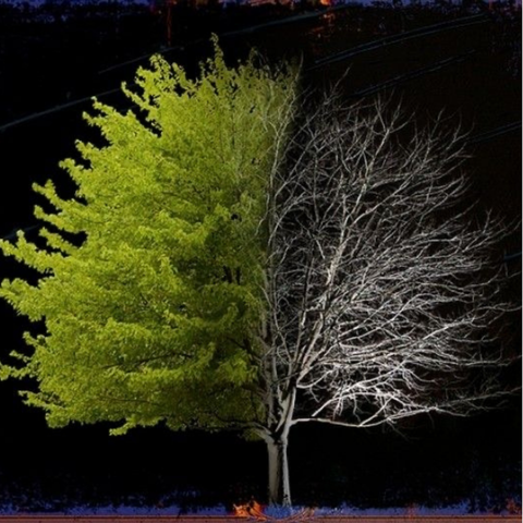 Death of a Tree