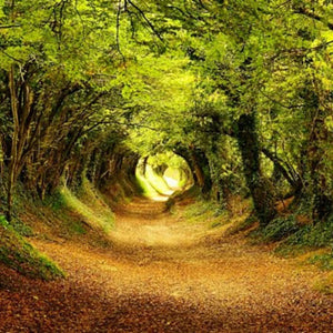 A Walk In The Woods