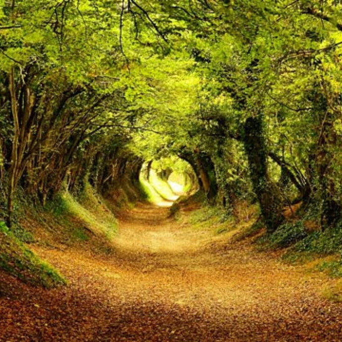 A Walk In The Woods
