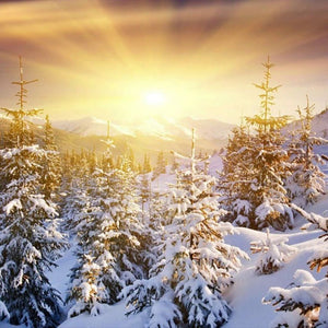 Beauty of Winter