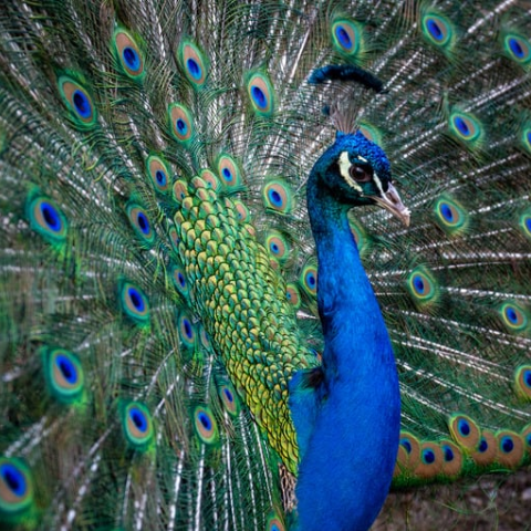 Peacock