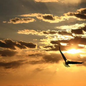 Soar