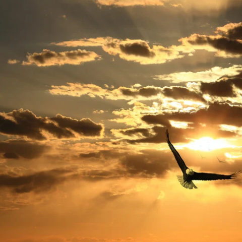 Soar