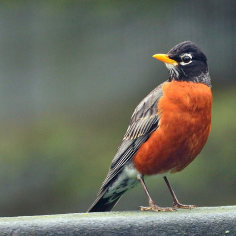 Robin