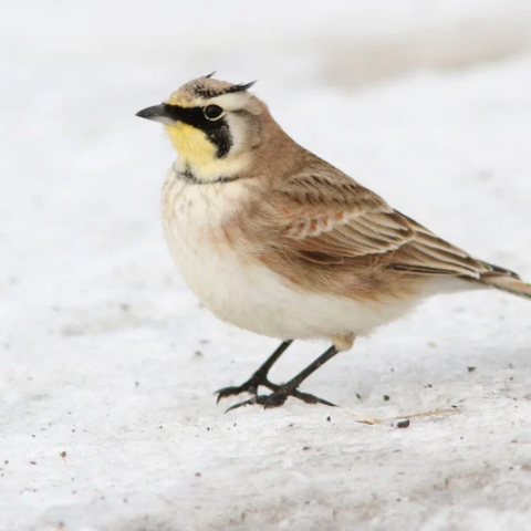 The lark