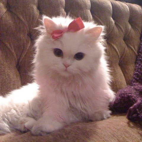 The White Kitten