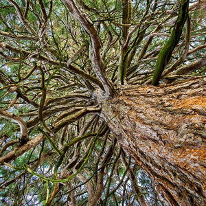 Autobiography Of A Tree