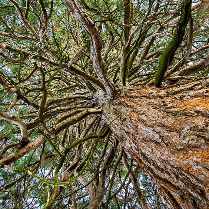 Autobiography Of A Tree