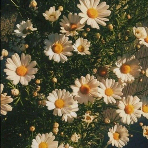 Anthophile - The One Who Loves Me