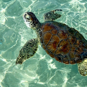 A Turtle's Tale.