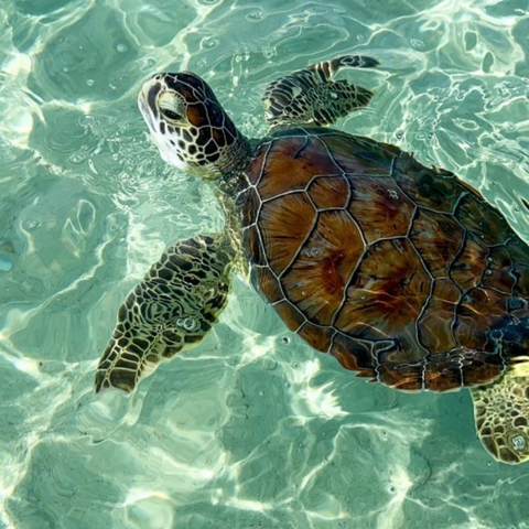 A Turtle's Tale.