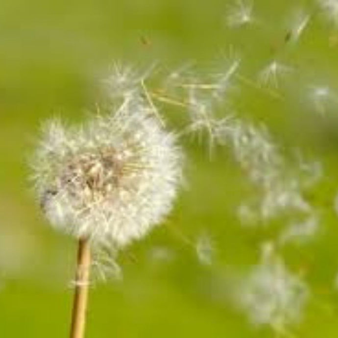 Dandelion