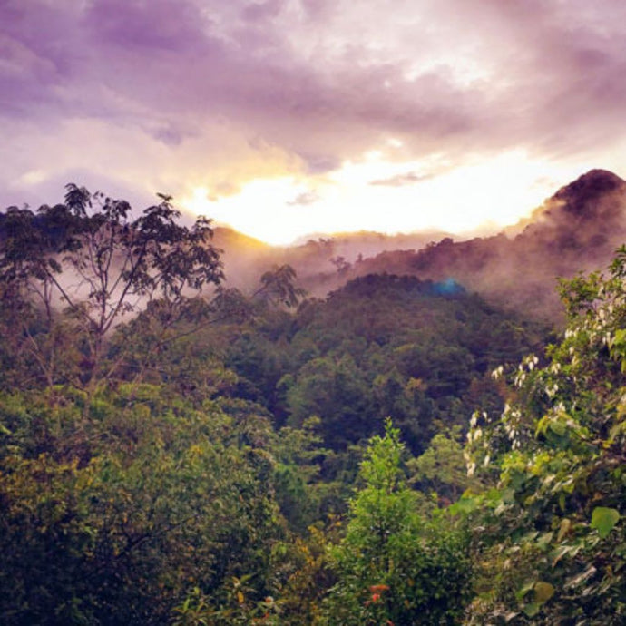 Save Forest