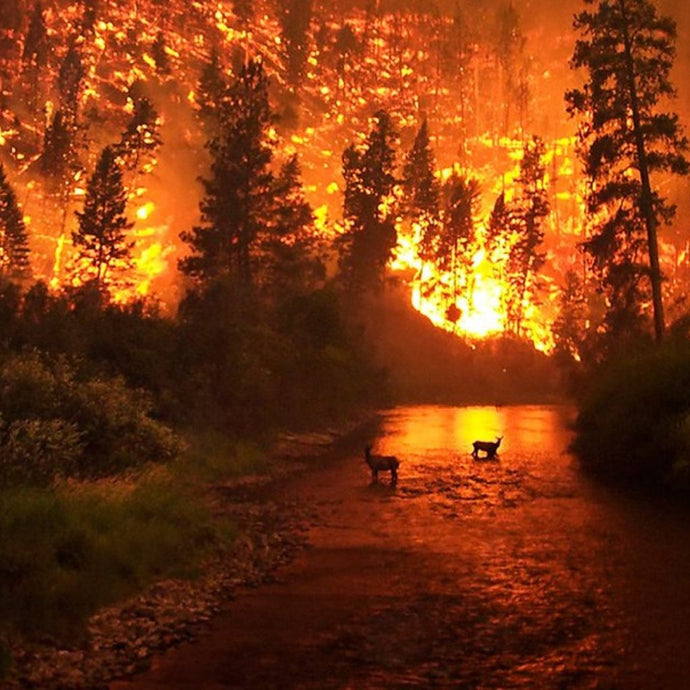 Burning Forest