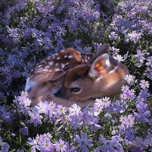Innocent