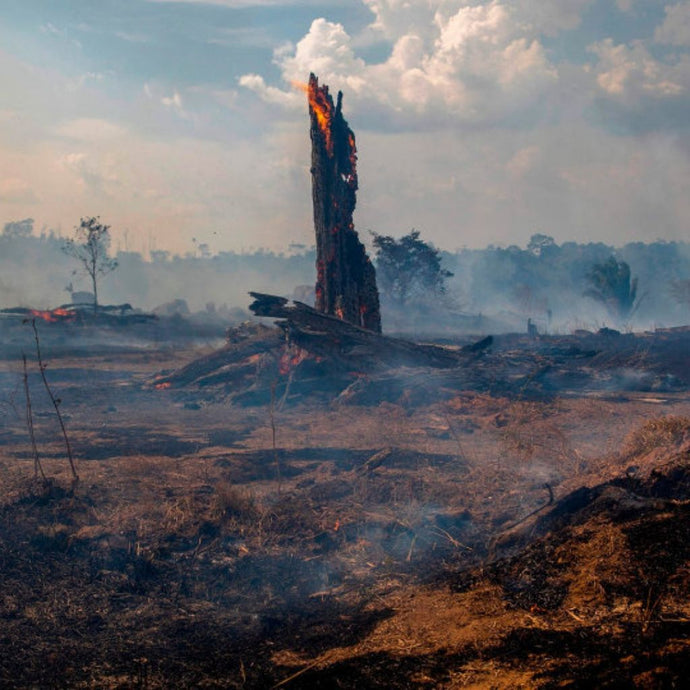 An Elegy To The Amazon