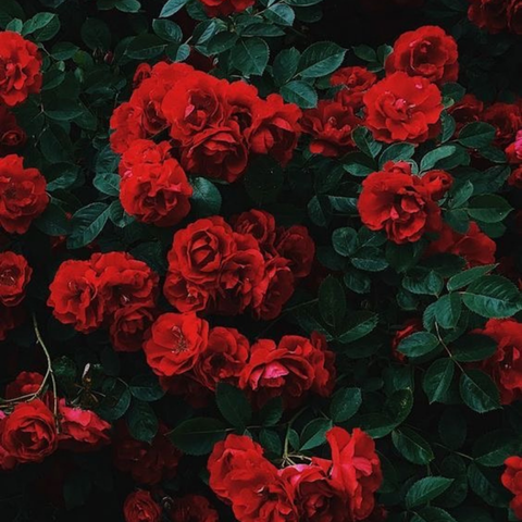 Just Roses