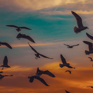 Bird Flight