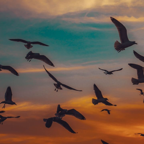 Bird Flight