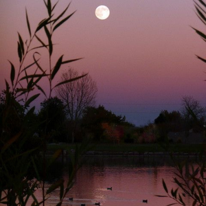 The Loon and the Light