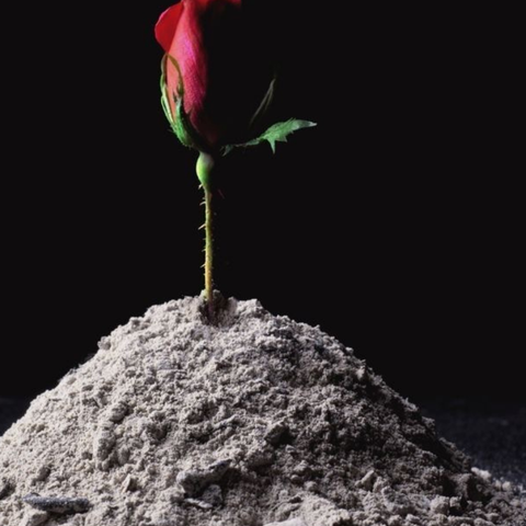 Ashes that turned Beautiful
