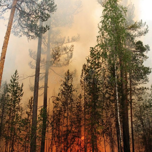 When the Forest Burned..