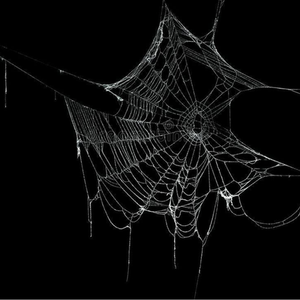 The Spiders Web