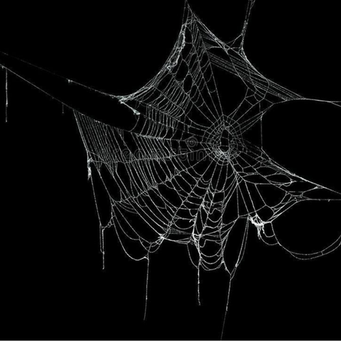 The Spiders Web