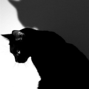 The Black Cat