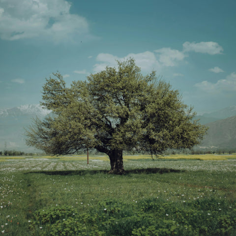 The Dying Tree