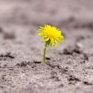 A Seed In The Storm