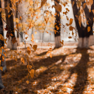 Fall Quotient