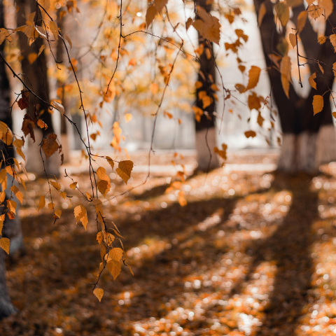 Fall Quotient