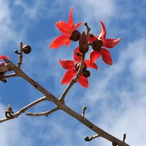 ফাগুন