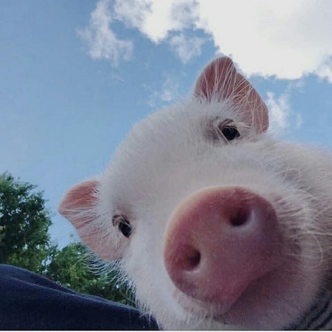 The Mighty Pig