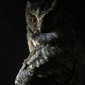 The Owl