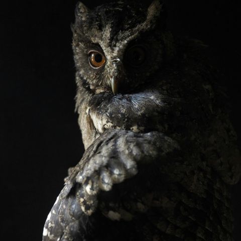 The Owl