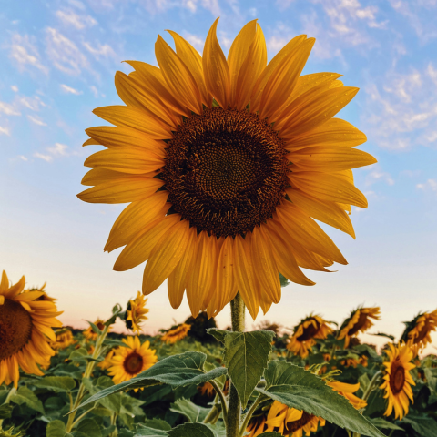 Sunflower Reverie