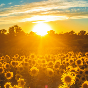 Fleeting Sunshine (Joy)