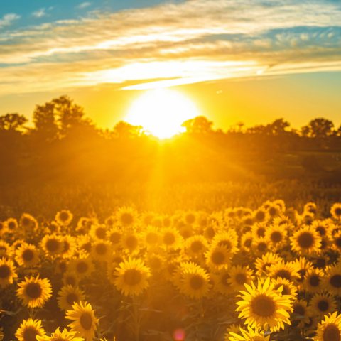 Fleeting Sunshine (Joy)