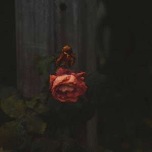 Dearest, Dreadfully, Delightful