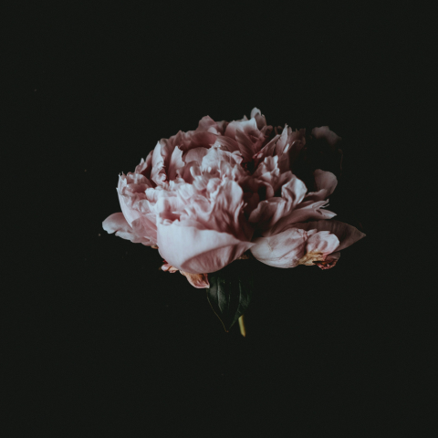 Femininity