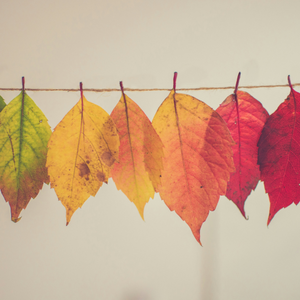 Season