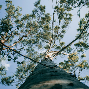 Eucalyptus Trees