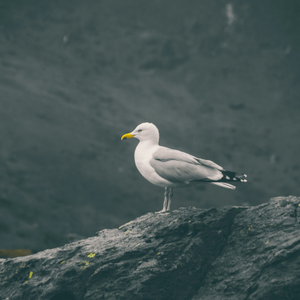 Seagull