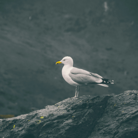 Seagull