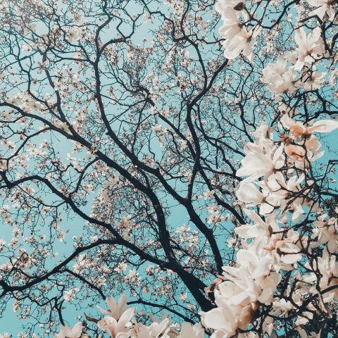 तस्वीर