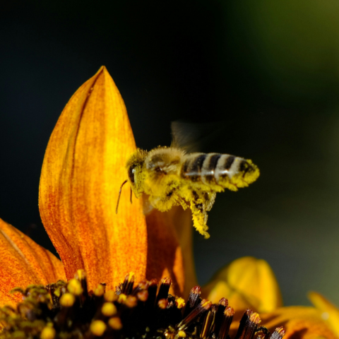 The Honeybee Thesis