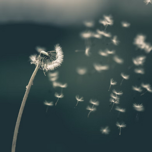 Dandelion